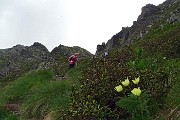 67 Pulsatilla alpina 'sulphurea' con vista verso la Forcella di Val Asinina
